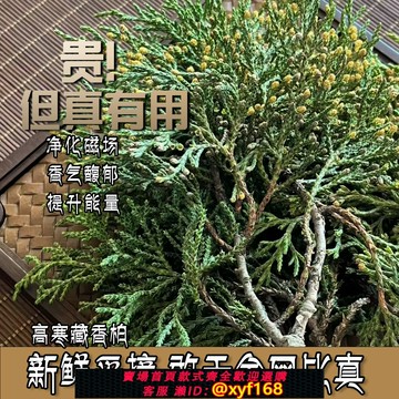 {保固一年 可打統編}西藏柏香供火供新鮮柏香枝藏地樹枝香薰料天然香柏香濃香型正宗