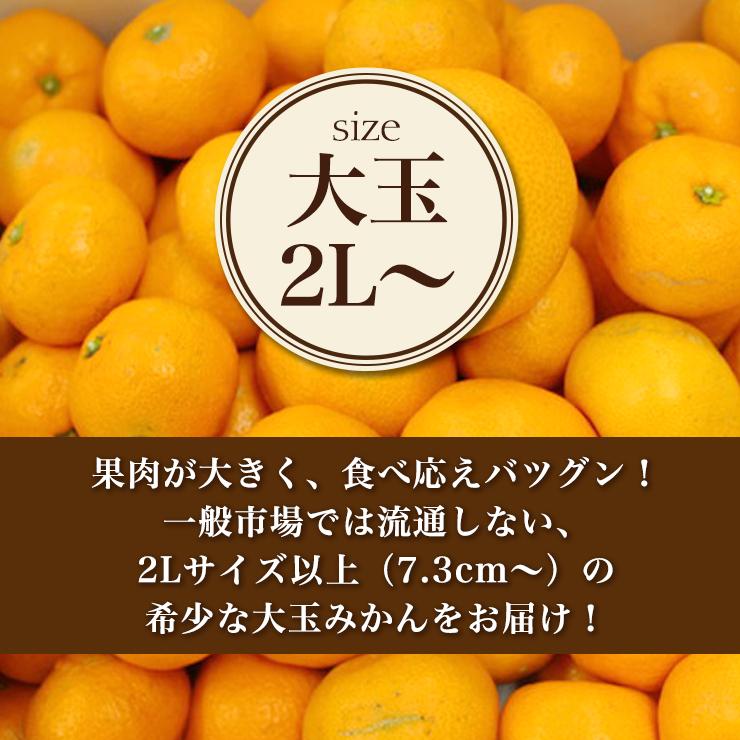 贈答用 三ヶ日 早生 みかん 9kg どうまいらぁ！ 大玉 みかん 送料無料 2L 三ヶ日みかん みかん 産地直送 ミカン 蜜柑 9キロ 国産 美味しい ギフト プレゼント