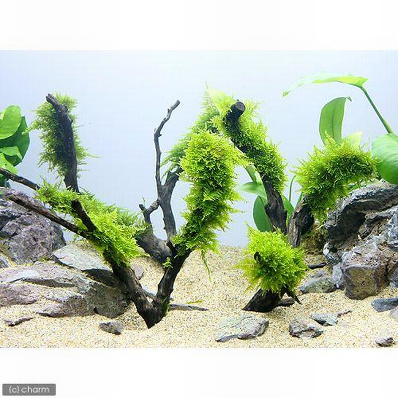 水草）☆育成済☆ 南米ウィローモス 枝状流木 Mサイズ（約