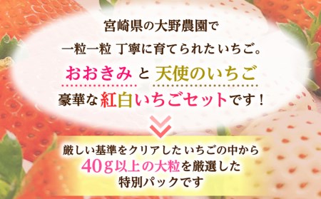 宮崎県産 イチゴ 幸せの紅白いちごセット おおきみ天使のいちご 大サイズ2パック(16粒～18粒程度) いちご 苺 果物 期間・数量限定