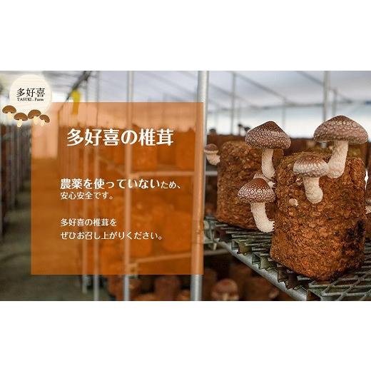 ふるさと納税 静岡県 掛川市 ５５３９　(3)R6 1月から発送 　掛川産・生椎茸 計1ｋｇ  令和6年1月から順次発送 多好喜(たすき) 静岡 椎茸 しいたけ