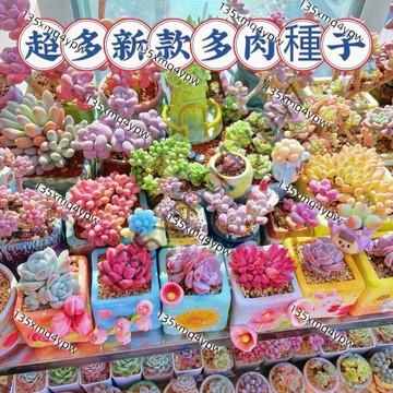 現貨💥超多新款多肉種子（100粒） 四季景天科種子冰魄系列麥稈洛可可多肉超多款下殺 陽台盆栽桌面 擺放防甲醛品種超多款式