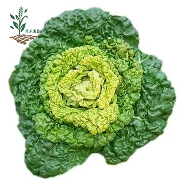 青禾園藝（烏塌菜種子）今年新籽 發芽率高 產量高 營養豐富 蔬菜種子  四季種植 新手易種植 #農家自留種