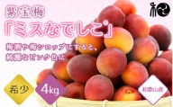 紫宝梅『ミスなでしこ®』※2024年6月上中旬頃に順次発送予定    田辺市 青梅 梅 紫宝梅 大梅 大玉 梅シロップ 梅酒