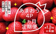 いちご職人 白木のいちご あまおう 1.2kg(300g×4P) 4回コース