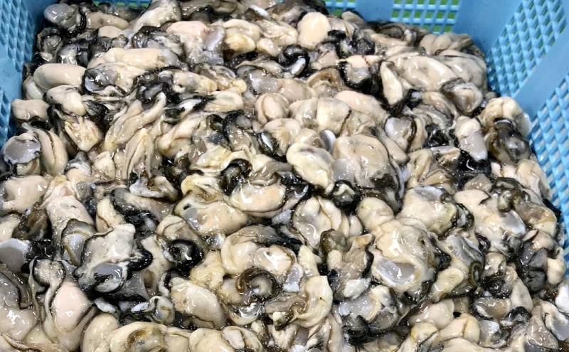 カキ むき身 大粒 1年貝 1kg（500g無水パック×2） 佐呂間産  サロマ湖 北海道 オホーツク 佐呂間町 牡蠣 海鮮 魚介