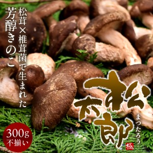 松太郎 きのこ 松茸×椎茸菌 芳醇キノコまつたろう 300g（お試し不揃い）伊勢の国 三重県産 訳あり