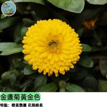 🌼【居家必備香草】金盞菊種子 黃金色可食用花 泡茶/護膚/料理 陽台盆栽超好種 蜜源植物 四季開花 簡單種植