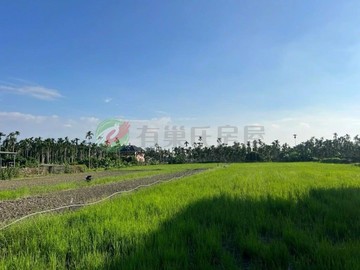 美和科大地形方正優美農地，總價1287萬｜屏東縣內埔鄉美和段