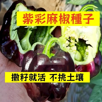 🌱早熟高產 🌶️紫彩麻椒種子LJ-8 連續坐果率高 不挑土壤 分枝強壯 生長勢快 抗病性強 易種植田栽庭院盆栽蔬菜種子