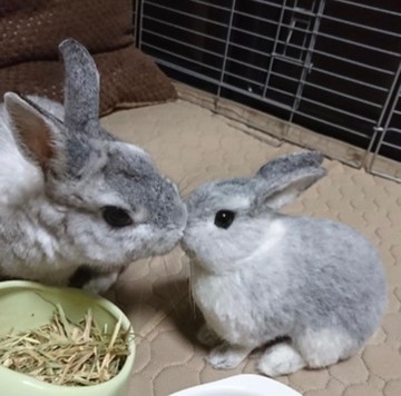 [客製化] [M 尺寸] 羊毛氈兔子寵物我的孩子娃娃毛絨玩具訂單禮物和禮物