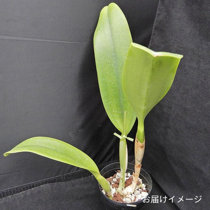 洋ラン さや カトレア４種４株 5249_3.jpg