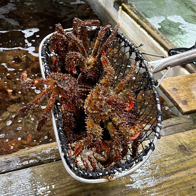 北海道 根室産 花咲蟹 400g 2尾 花咲蟹 花咲 カニ 蟹 かに 北海道産 海鮮 海産 プレゼント ギフト グルメ お祝い 姿 お取り寄せ お中元 お歳暮