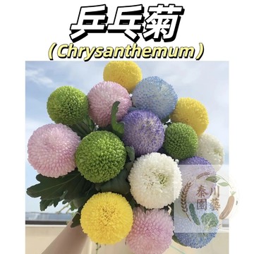 台灣現貨（乒乓菊種子）易爆盆 糖果菊種子 球行花卉種子 菊花種子 四季易種 室內外陽臺 觀賞花卉#@林木花卉種子