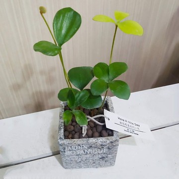 幸運樹(墨西哥鐵樹)水泥盆 佈置空間或送禮心意皆適宜