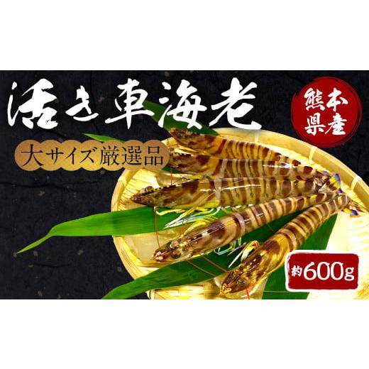 ふるさと納税 熊本県 宇城市 熊本県産 活き車海老 約600g（14〜22尾程度）大サイズ厳選品