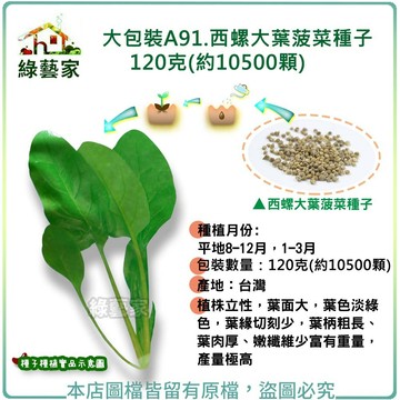 【綠藝家】大包裝A91.西螺大葉菠菜種子120克(約10500顆)//植株立性，葉面大，葉色淡綠色，葉緣切刻少，葉柄粗長
