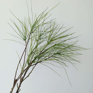 仿真綠色須須燈心草植物假花家居樣板間花藝裝飾品玄關插花搭配