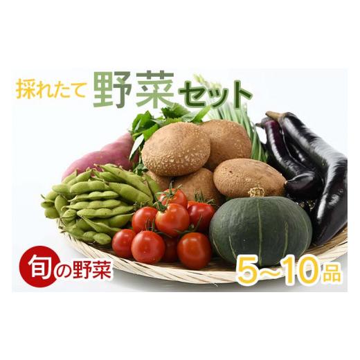 ふるさと納税 栃木県 さくら市 採りたて野菜セット≪旬の野菜 新鮮 詰め合わせ 栃木県産 国産≫