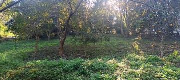 新竹五峰和平部落之世外桃源原保地｜新竹縣五峰鄉竹林