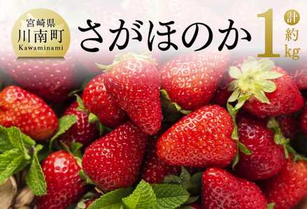  宮崎県産 いちご 「 さがほのか 」 270ｇ×4パック 