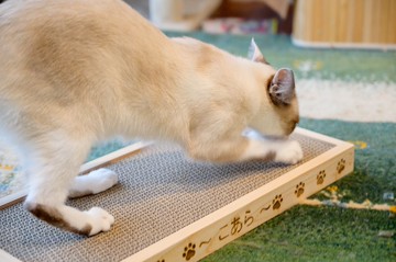 (大) 貓抓板木盒/免費刻名/附DAISO貓抓板/日本杉木/日本手作