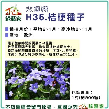 【綠藝家】大包裝H35.桔梗(高30~50cm)種子1克(約900顆)