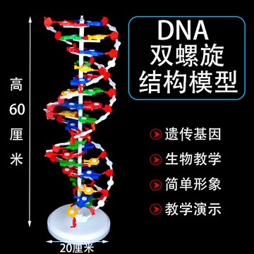 DNA模型DNA雙螺旋結構模型組件拼接遺傳基因和變異生物實驗diy脫氧核苷酸鏈 教學儀器