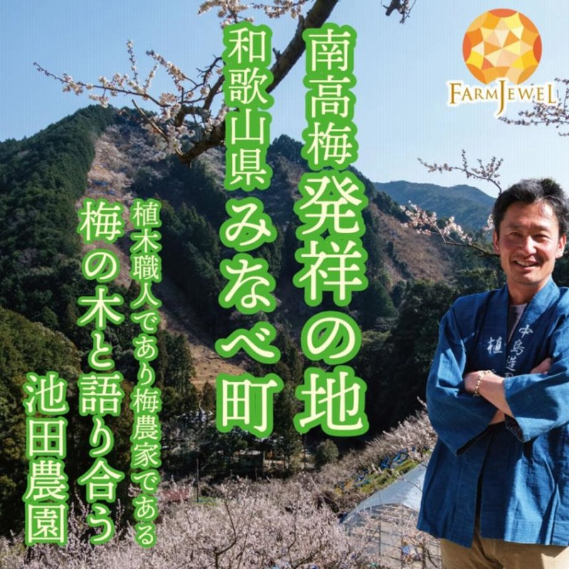 大人上品なおすすめコーデ 完熟梅 南高梅 20kg 梅干し 生梅 南高梅 紀州 南部産 和歌山県産 枝・実・果実