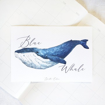 【鯨歸何處 - Blue Whale 藍鯨】 明信片