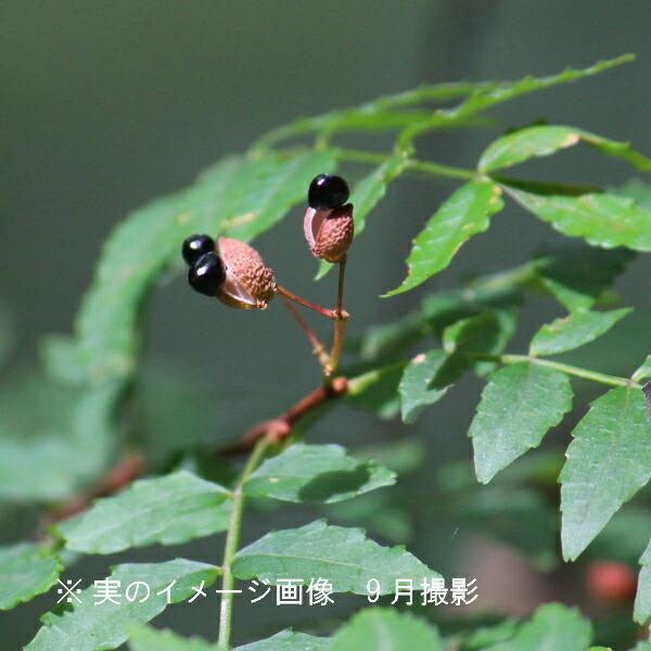 サンショウ 9cmポット苗 樹高10~20cm 苗木 山椒 雄雌選別前の幼苗 8葉が展開中