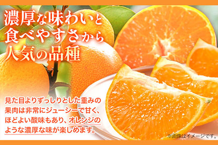 一度は食べていただきたい! 有田産のせとか 青秀以上 約4～5kg （サイズおまかせ） 厳選館 《2024年2月下旬-4月上旬頃より順次出荷》 和歌山県 日高川町 せとか 柑橘 有田産---wshg_genseto_l24_22_19000_5kg---