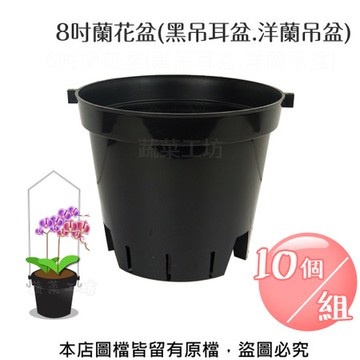 8吋蘭花盆(黑吊耳盆.洋蘭吊盆) 10個/組