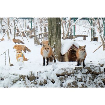 ITF旅展優惠價~東北旅遊|銀山溫泉街.鶴城.合掌村.藏王狐狸村.松島五大堂.三大和牛~米澤牛餐.溫泉五日_26JS314JXF