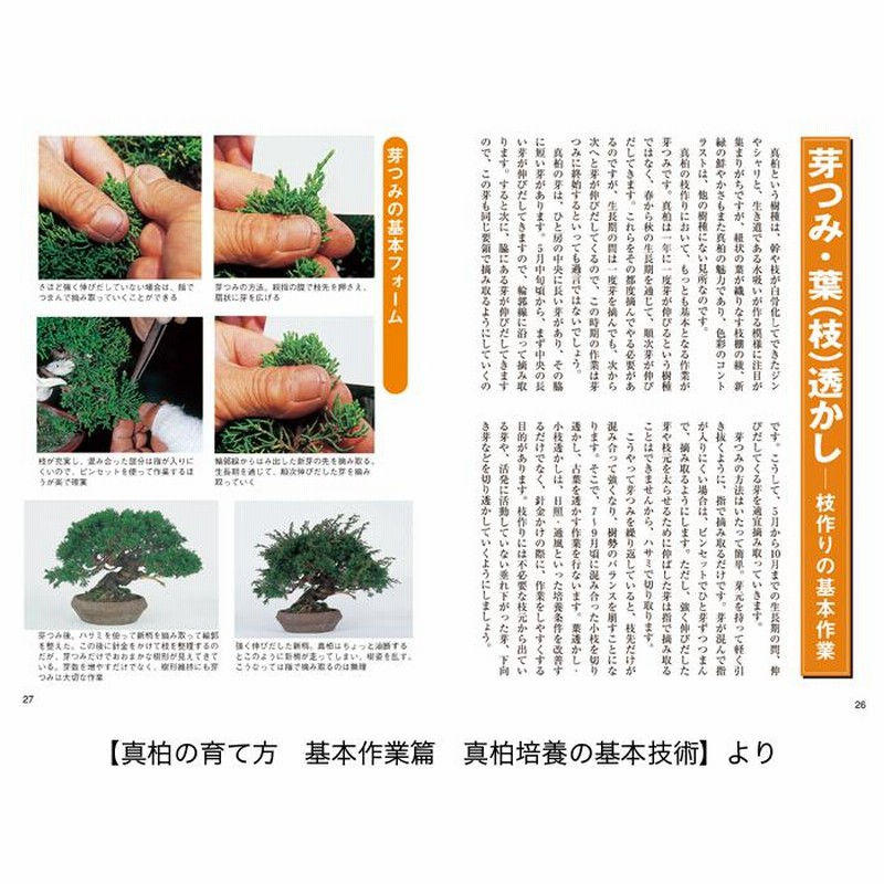 書籍 本 盆栽専門誌 真柏 杜松の育て方 シンパク トショ 手入れ 作業 管理 切り方 曲げ方 植え替え 剪定 水やり 消毒 通販 Lineポイント最大get Lineショッピング