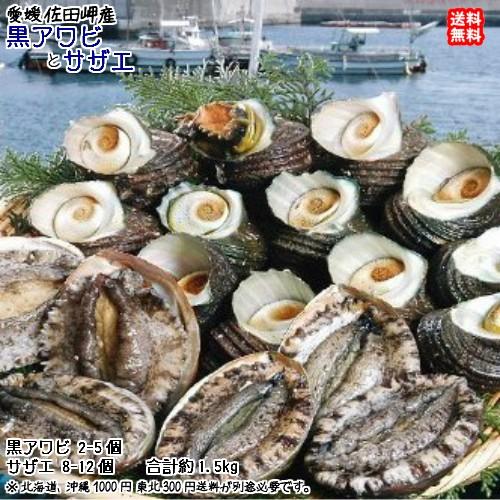 黒アワビ2~5個で400~500g サザエ8~12個で900~1000g  愛媛 浜から直送 送料無料 北海道・沖縄・東北は別途送料 宇和海の幸問屋