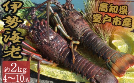 室戸沖（活）伊勢海老　２ｋｇ　４～１０尾 _ht003