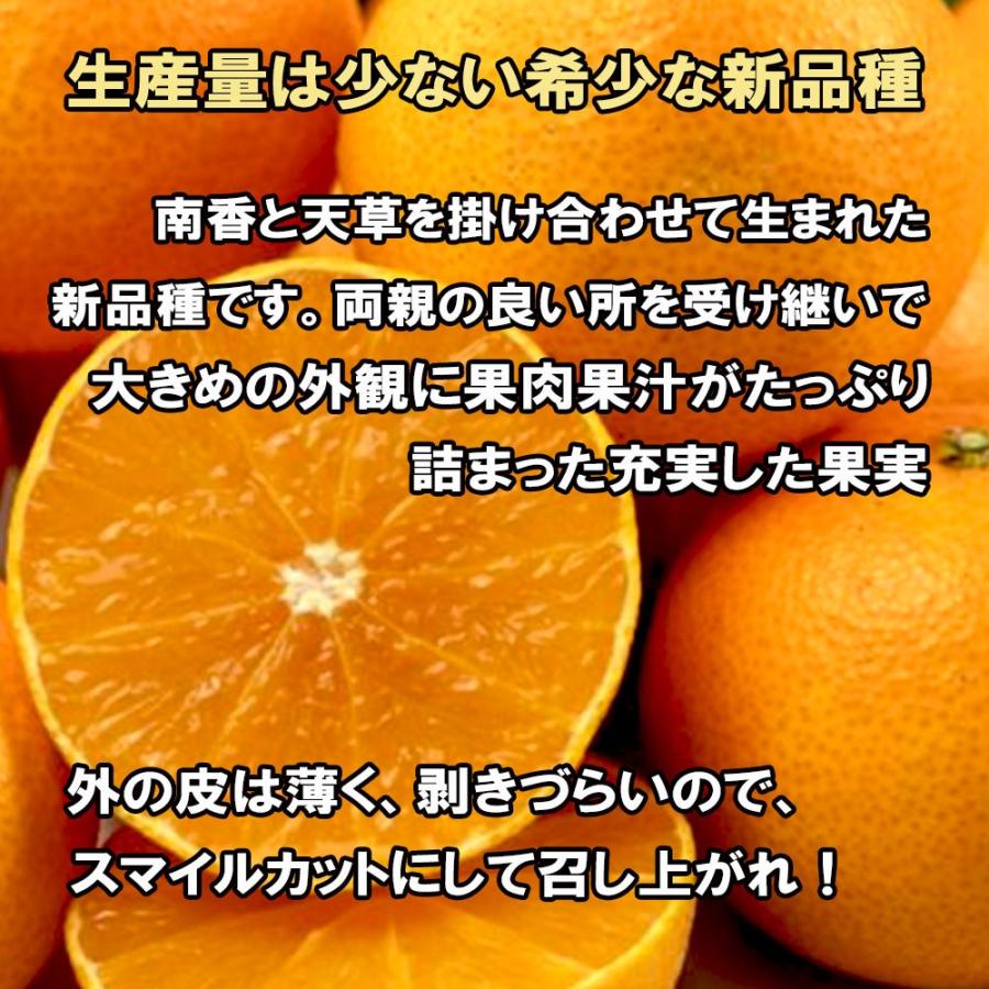 みかん 箱買い 家庭用 紅まどんな 愛果28号 家庭用 みかん べにまどんな 愛媛県産 約2ｋｇ 送料無料