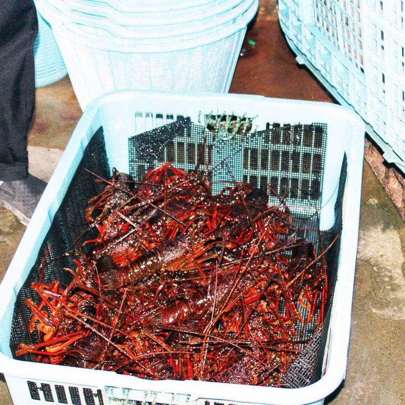 活き 伊勢海老 1kg サイズお任せ 伊豆 下田 生きたまま 刺身 伊勢エビ イセエビ