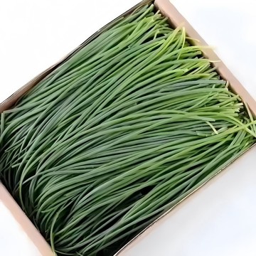 台灣現貨 沙蔥種子 原生種 當季採收 耐熱耐旱 陽台盆栽 食用香料 蔥花替代 蔬菜種子 家庭菜園 易種植 高發芽率