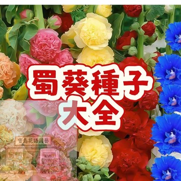 🌸（蜀葵種子大全） 一丈紅  重辦蜀葵  耐寒耐熱  發芽率高 觀賞度高 矮化盆迷你盆栽 超低價  懶人易種易活