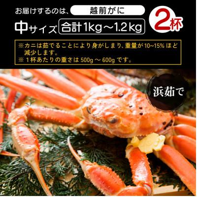 ふるさと納税 越前町 地元鮮魚店厳選 ≪浜茹で≫ 越前がに 中サイズ 2杯