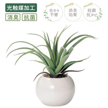 asdfkitty*Kijapan光觸媒消臭抗菌仿真人造植物盆栽-空氣鳳梨-日本正版商品