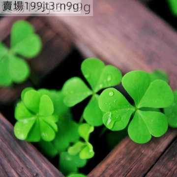 現貨 幸運草種子（1000粒） 四季種植  三葉草 四葉草 多年生開花不斷新手推薦家庭園藝花卉種子 四季種植 幸運草種子