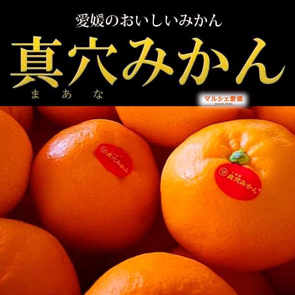 真穴みかん 10kg レギュラー L または Mサイズ にしうわ 御歳暮 真穴共選 一部地域 送料無料