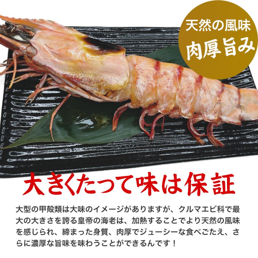 皇帝の海老（天然シータイガー） エビ 1尾｜特大｜ジャンボ海老｜ビッグ｜皇帝の海老｜BBQ｜最大｜海老｜有頭海老｜最大｜海鮮｜お祝い｜ギフト