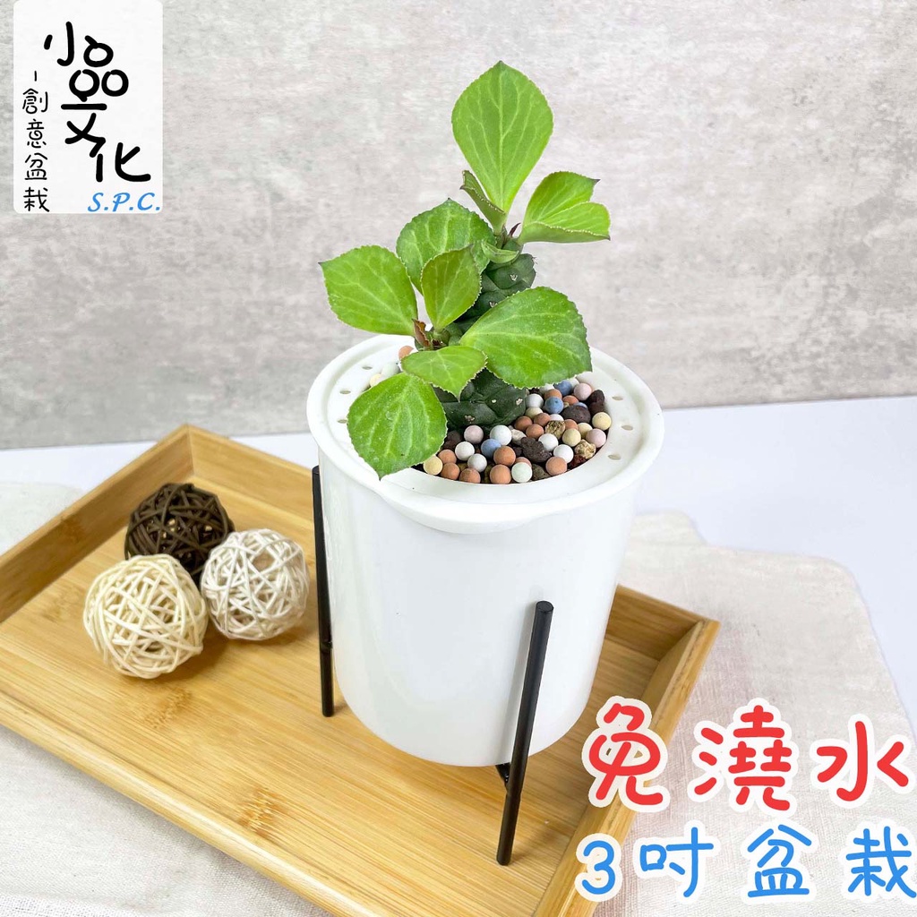 小品文化 將軍閣 現貨 3吋鐵架免澆水盆栽懶人盆栽觀葉植物室內植物自動吸水創意花盆居家辦公盆花 蝦皮商城 Line購物