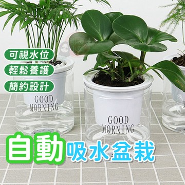吸水花盆 自動吸水盆栽 透明花盆 懶人盆栽 塑膠盆栽 水耕植物 花盆 綠植 簡約花盆【GA003】