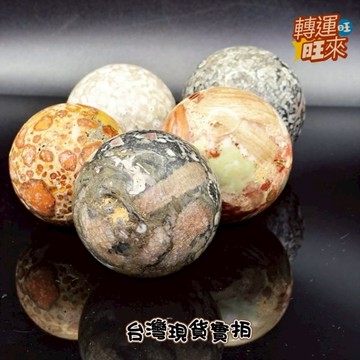 【台灣現貨】豹紋石 龍宮 靈骨 珊瑚 財寶 貝殼 化石 舍利 球 擺件 求財 事業 礦石 靈修 開運 招財 破煞 防小人