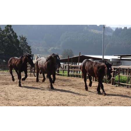 ふるさと納税 純熊本県産 馬刺しセット 馬刺し 300g 馬肉 上赤身 霜降り 上霜降り 熊本県熊本市